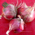 hot sale real fresh new onion